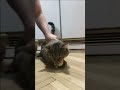 Кот исполняет. The cat performs. 猫执行