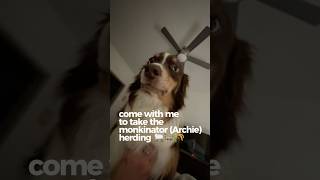 Herding with my Australian shepherd!  #herding #australianshepherd