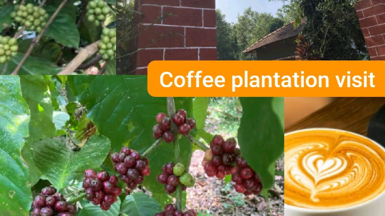 Coffee Plant to Cup | पौधे से कप तक काॅफी कैसे बनती हैं?