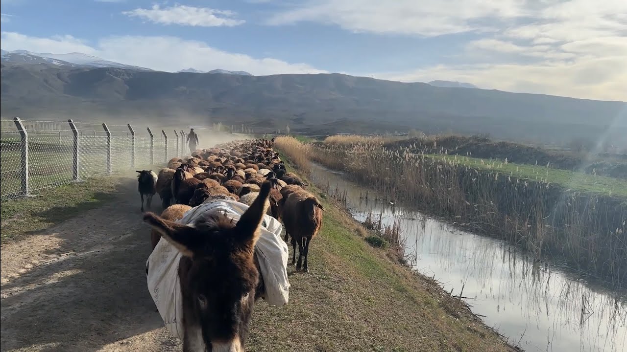 SEZON BAŞLADI -  KOYUNLARIMIZI YONCAYA GÖTÜRÜYORUZ