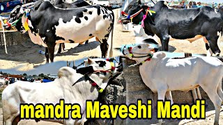 MANDRA MANDI TODAY UPDATE MAWESHI MANDI / QURBANI KA JANUARY KE PRICE/ PASHU MANDI/ MANI HASHMI