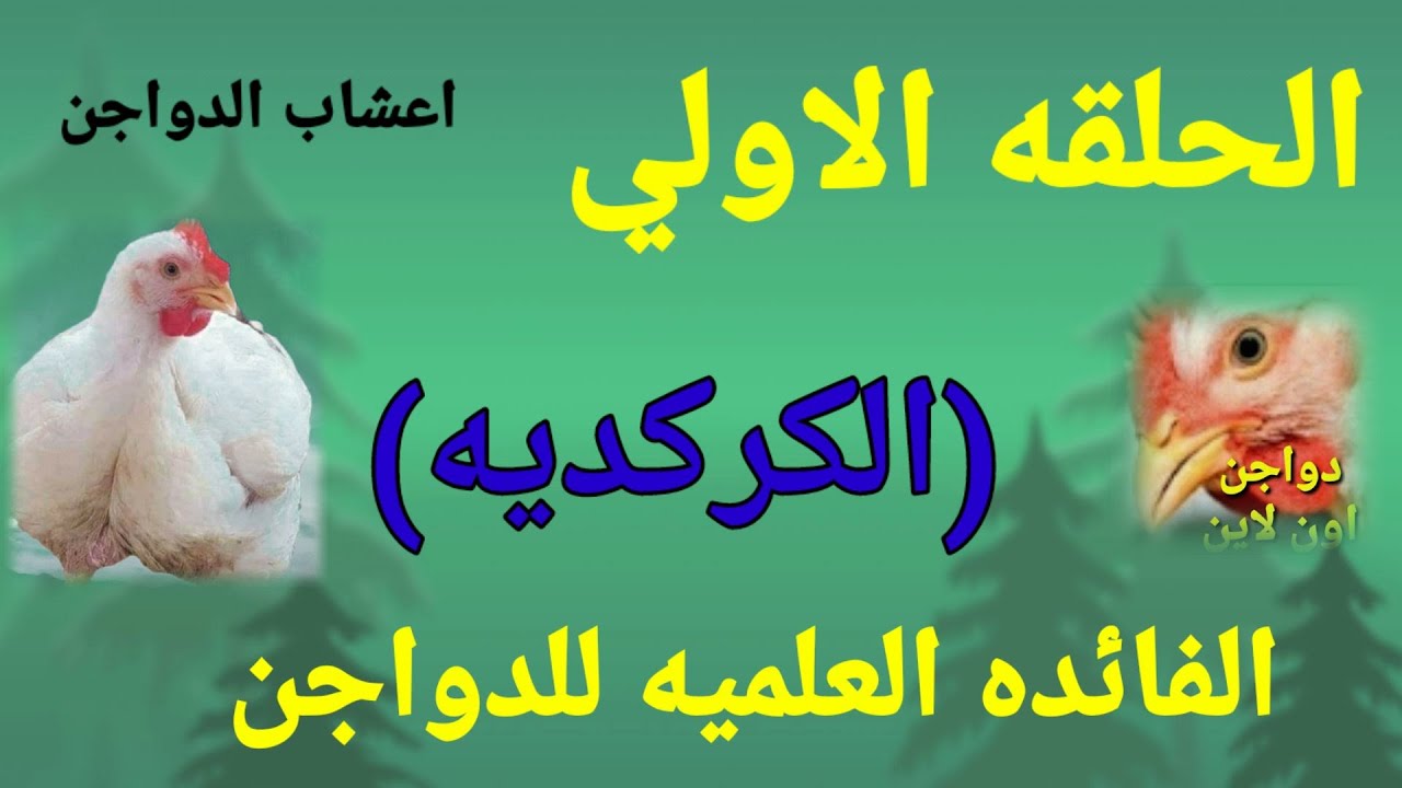 فوائد[الكركديه]للفراخ مطهر معوي طارد للجميع السموم مفيد للحالات التنفسي والبرد للفراخ