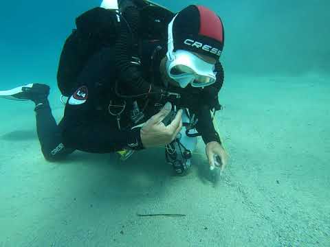 Starfish walking on sand and burying himself