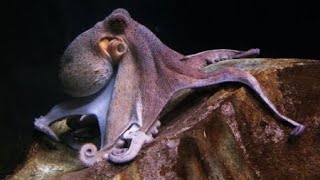 Octopus, the 'Master of Disguise'... The Driving Force Behind New 'Robot Skin' Technology / YTN S... screenshot 1
