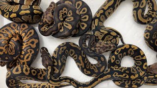 Acid DG Axanthic Clown Ball Python Clutch #2 Update Net Worth