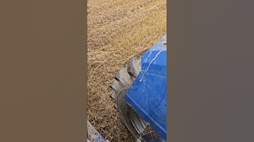 Chisel plowing teff grass with the 5000 #fastfords #Tillage