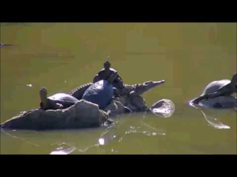 Pete's Pond : Freddy and the Olympic Terrapins  Aug 08, 2016
