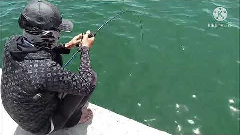 Cá chéc khủng trụ điện hòn sơn