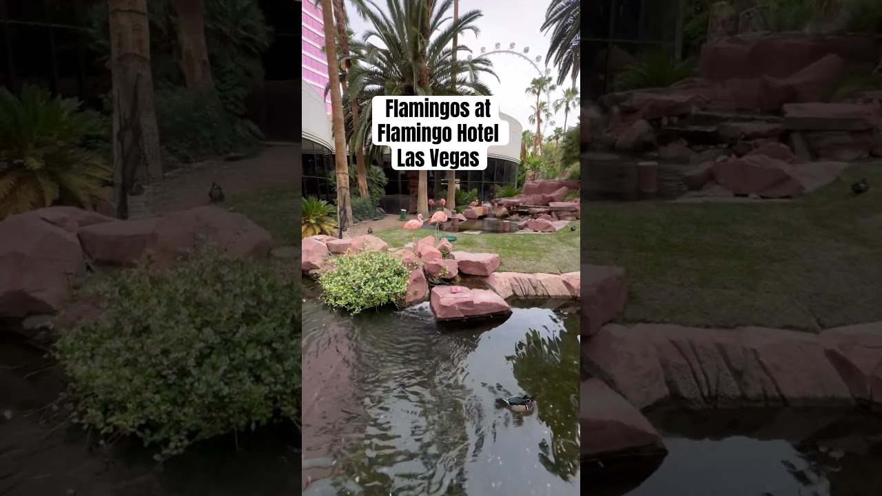 Flamingos at Flamingo Hotel Las Vegas. 