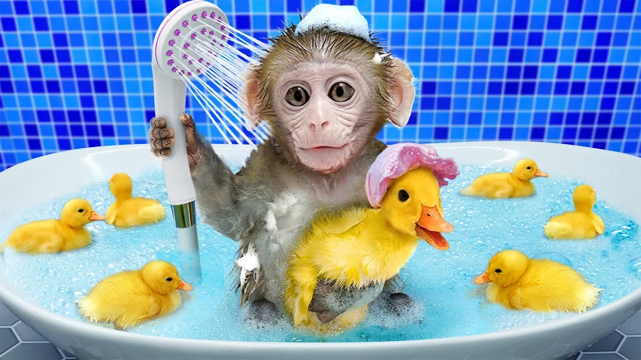 Monkey Baby Bon Bon oes to the toilet and plays with Ducklings in the swimming pool Animal Islands