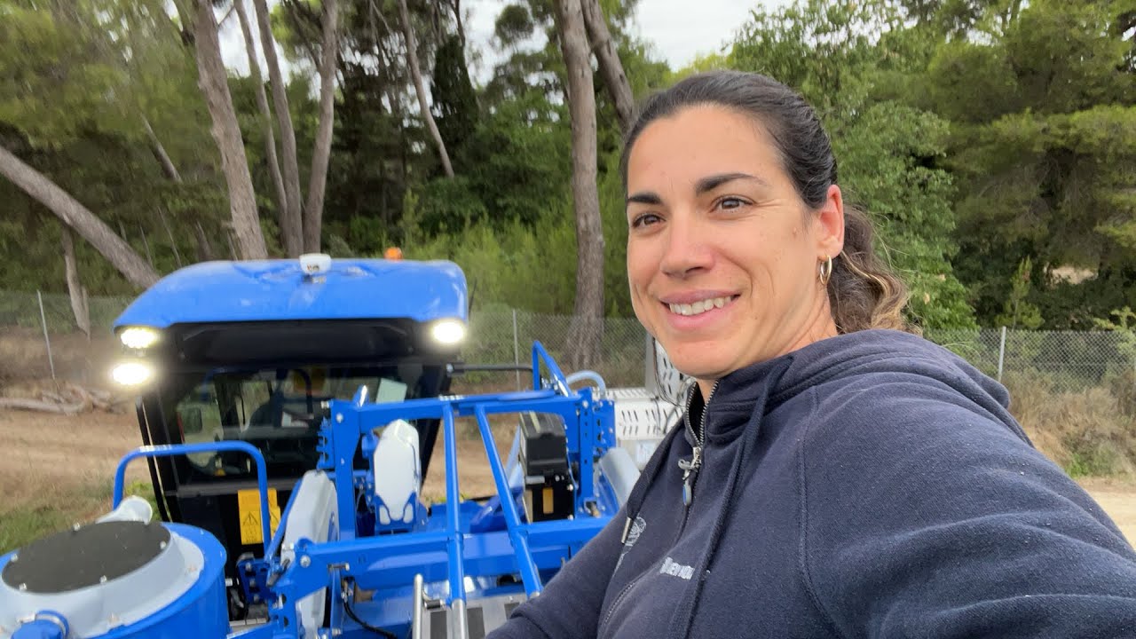 On vendange les cinsault sont