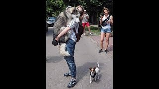 Задумайтесь какая роль Собаки в жизни Человека? Задумайтесь какая роль Собаки в жизни Человека?
