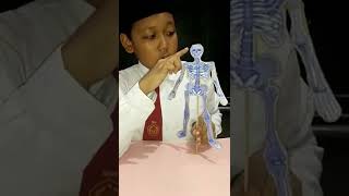 Presentasi Kerangka Manusia Arya