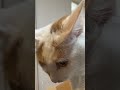 #cat #ねこ #ネコ #ねこねこ #猫のいる暮らし #むぎ