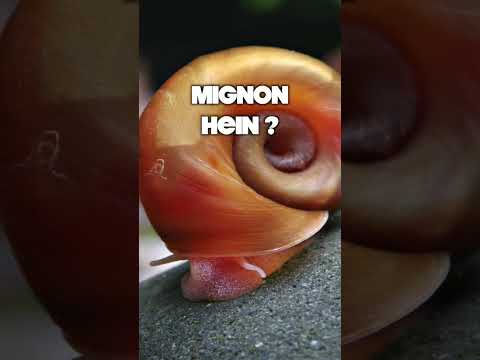 Vidéo: Les escargots coniques peuvent-ils tuer les humains ?