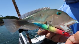 Triggy salt day n°2 - Magnifiques poisson de récifs screenshot 2