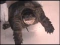 カミツキガメ アタック Big Mexican snapping turtle snaps!