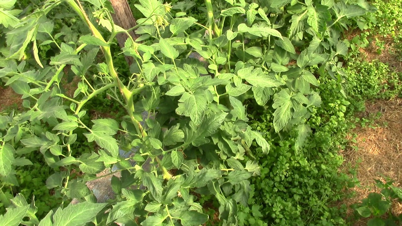 Eksperimentas: šiltnamio žemės įdirbimas