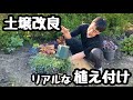 ◆【土壌改良】してクリスマスローズ・ヒューケラを植える🌱