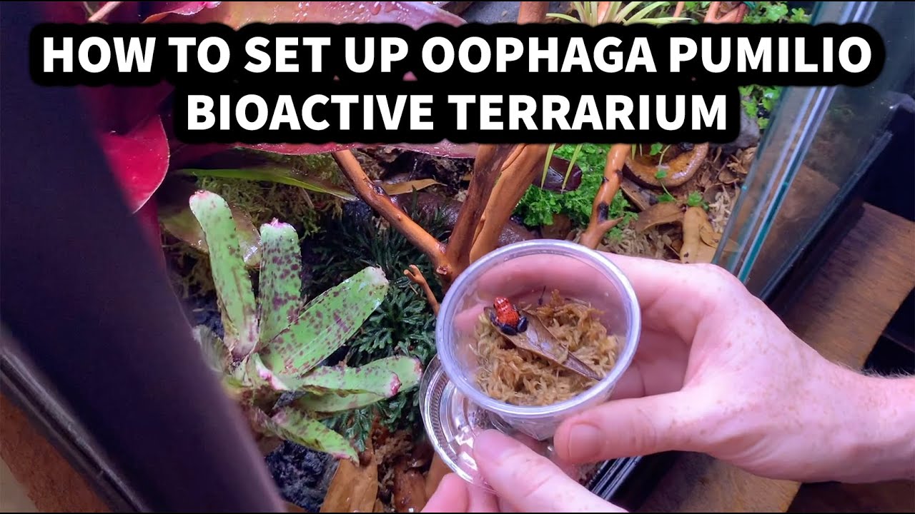 How to set up a Oophaga pumilio (Strawberry Blue Jean Dart Frog