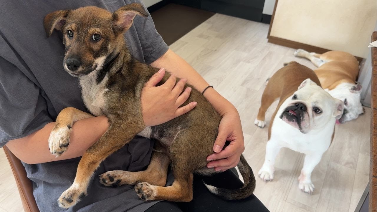 【ご報告】保護子犬が我が家を卒業する事になりました…