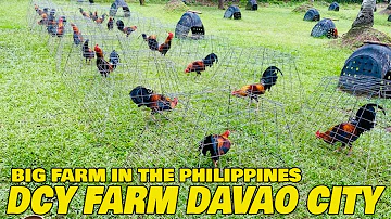 Nice View DCY FARM Big Farm In The Philippines Farm Visit | Danny Yap