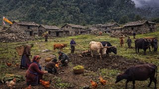 Download Lagu Nepali Mountain village life into the Rainy Season | Daily Activities of Rural village life in Nepal MP3