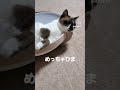 めっちゃひま #ねこのいる生活 #cat #ねこ動画