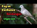 Perkutut (bandangan) atau hasil perangkap perkutut