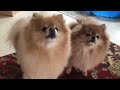 Pomeranian barking playtime the funniest bark cute dogs