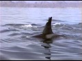 Wild Orca Hunt