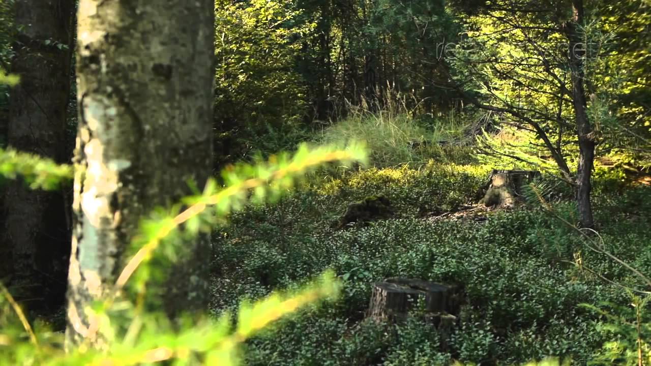 Guarda Light & Relaxing Instrumental Background Music su YouTube Guarda Light & Relaxing Instrumental Background Music su YouTube