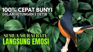 PANCINGAN murai Batu FIGHTER GACOR ISIAN KERAS !! Jadikan semua murai batu ngedrop LANGSUNG NYAMBER