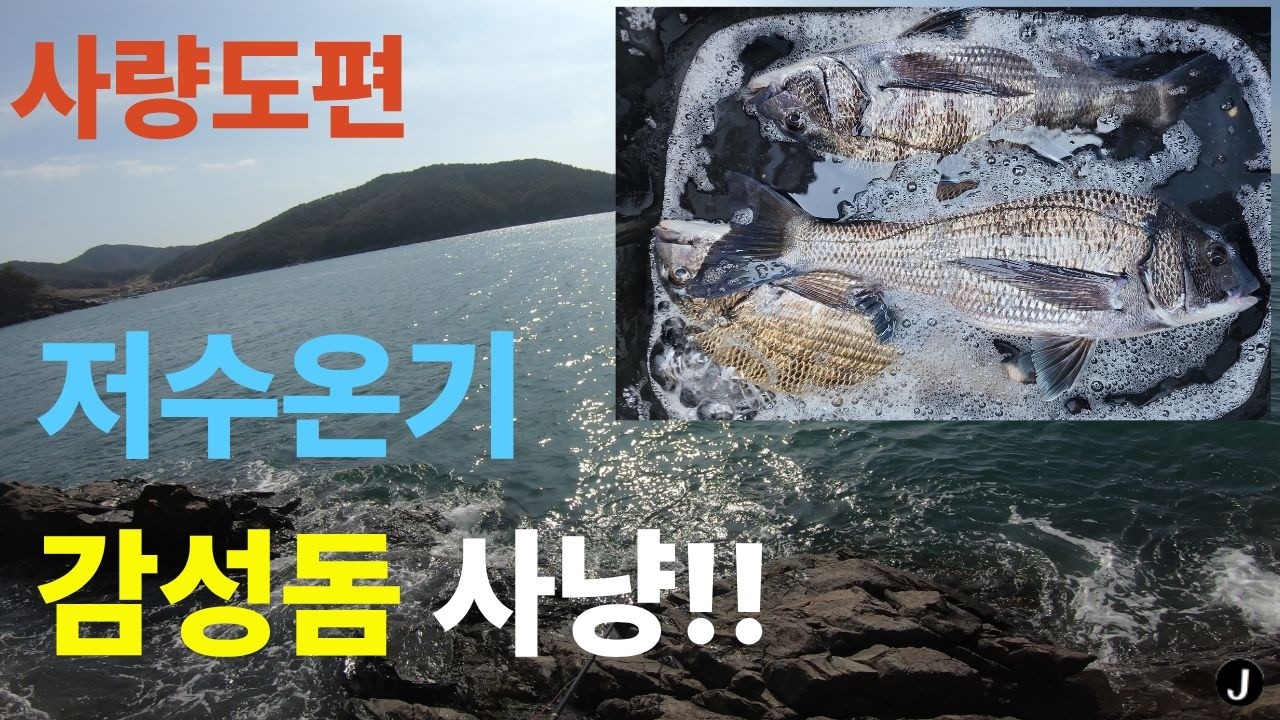 사량도권 감성돔 사냥하다!!