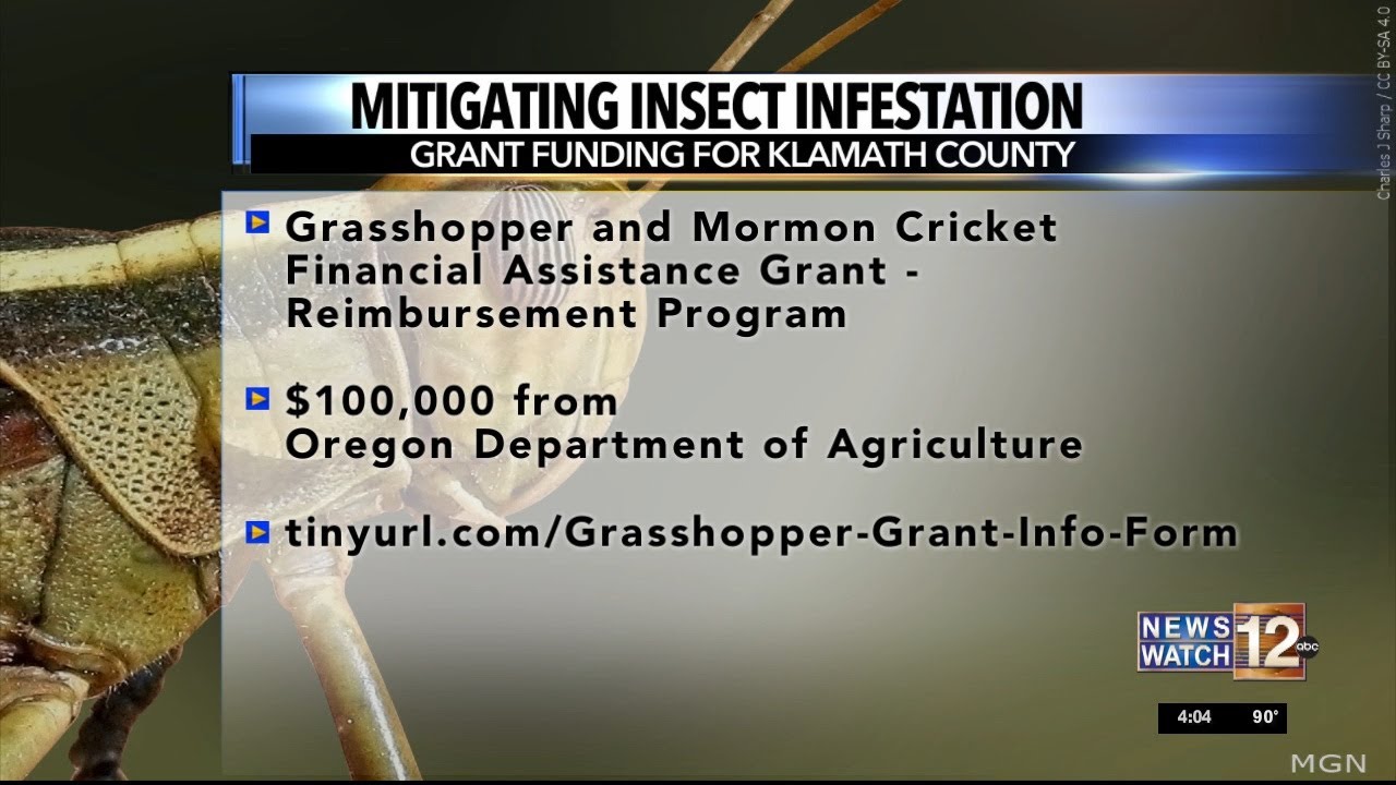 Klamath County gets grant to fight insect infestation - YouTube