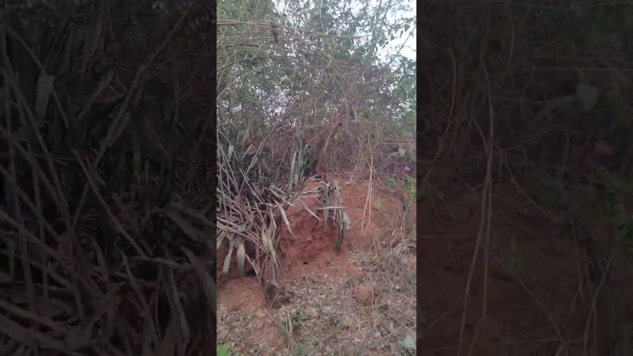 Kotekar uchila government office 