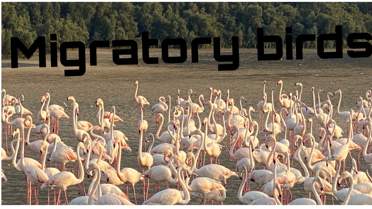 Ras Al khor wildlife sanctuary/lagoon’s hide/Zulfa samir