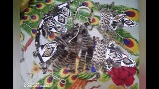 Mrev Ndlovu inkonzo yesabatha