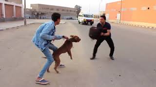 تجربة واقعية | دفاع عن النفس من الكلاب الشرسة - قتال الشارع Self Defense