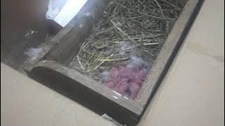 Memberi Susu Formula pada Bayi Kelinci yang Indukannya mati