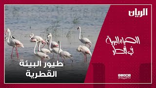 الحياة البرية في قطر – طيور البيئة القطرية