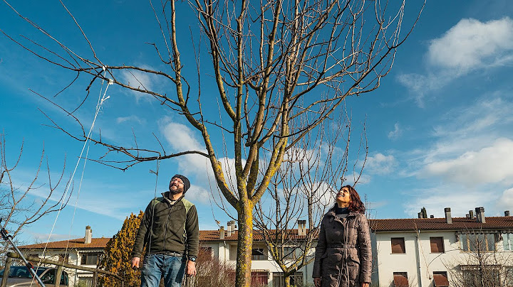 COME POTARE UN ALBERO DA FRUTTO. LA POTATURA DEL MELO CON PIETRO ISOLAN