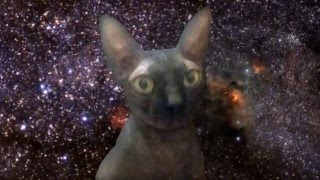 Interstellar cat