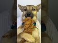puppy get to eat #shortsfeed #shorts