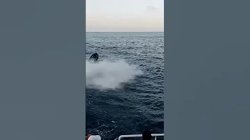 جيت سكي Porte Marina Smir Mdi Q Morocco Canada Qatar España Portugal 