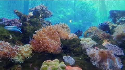 #قراءة للشيخ ابراهيم الأخضر من #سورة فاطر الآيات(15-45) ومن سورة يس الآيات(1-27)