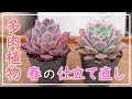 【多肉植物】良いことたくさん！やりだしたら止まらない！