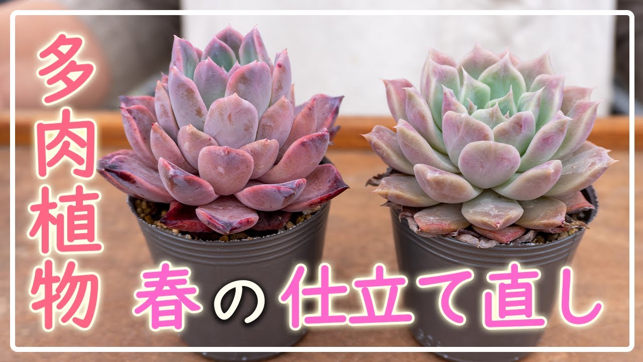 Succulents] So many benefits! Once you start, you won't be able to
