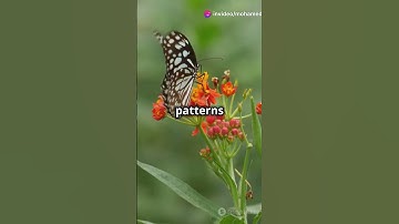 The Fibonacci Sequence in Nature: Discovering Mathematical Beauty #FibonacciSequence #NatureMath