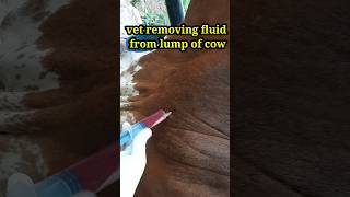 vet removing fluid from lump of cow to examine it's a abscess or cyst or tumour or bleeding(hematoma